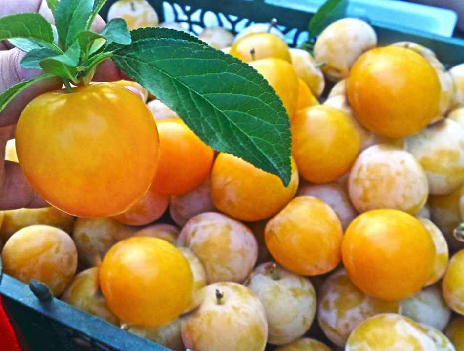 mirabelle plum